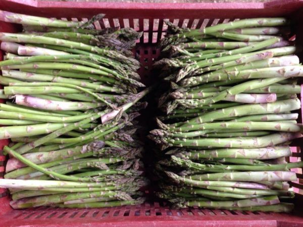 Asperges pointes vertes (1kg)