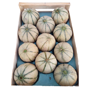 Melons CAT 11 (le plateau)