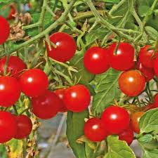tomate cerise bio* (la barquette env 300g)