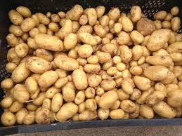 pomme de terre nouvelle bio* (1kg)